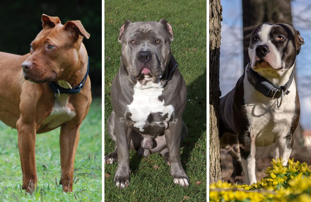 Bans dangerous breeds of dogs: 